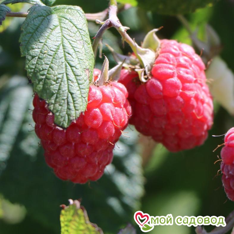 Малина ремонтантная Полька