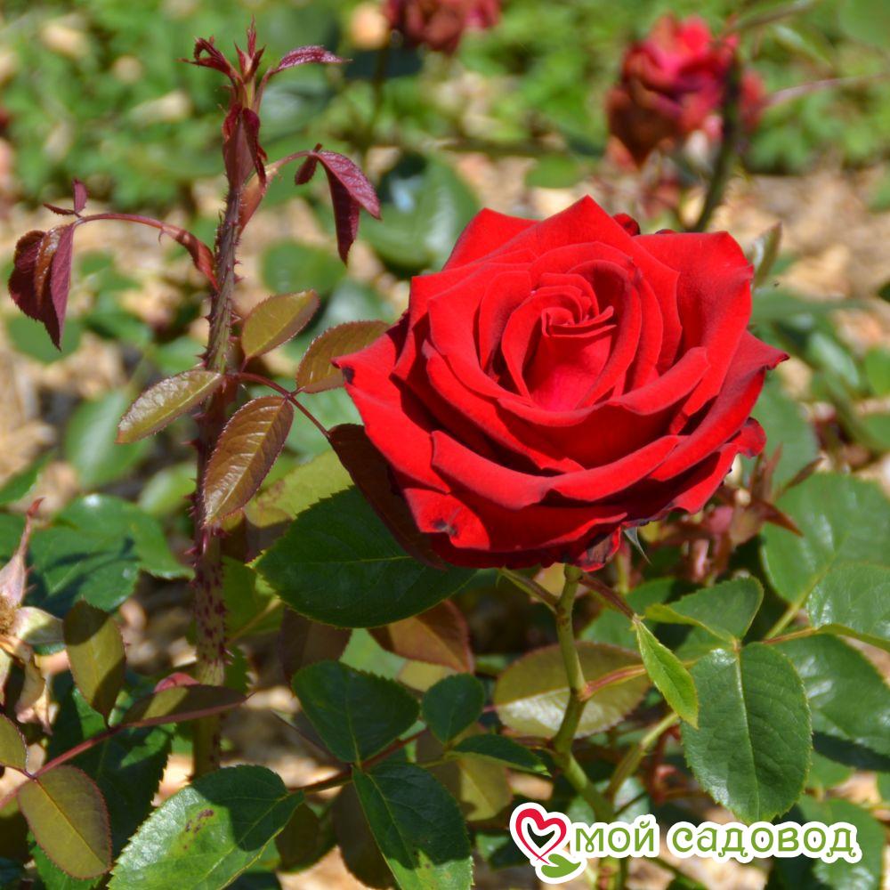 Роза чайно-гибридная Мадам Дельбар