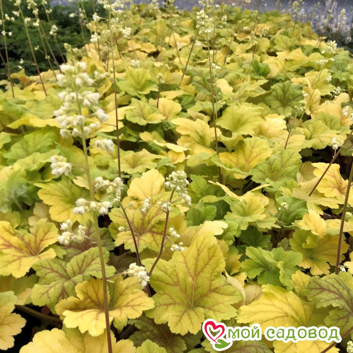 Гейхера Электра