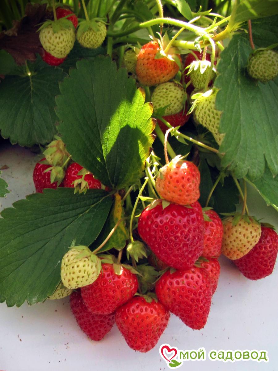 Клубника Диамант ремонтантная